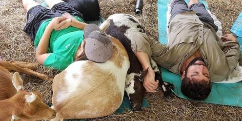 Goat and Horse Snuggles